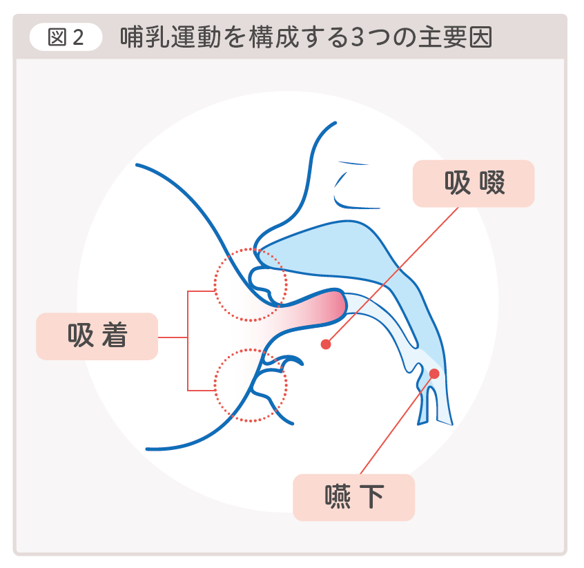 図2 哺乳運動を構成する3つの主要因