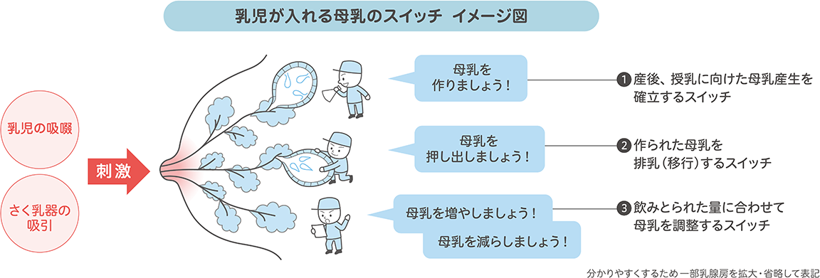 乳児が入れる母乳のスイッチ　イメージ図
