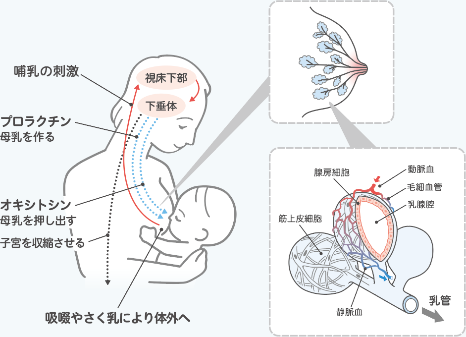 母乳が出る仕組みの図