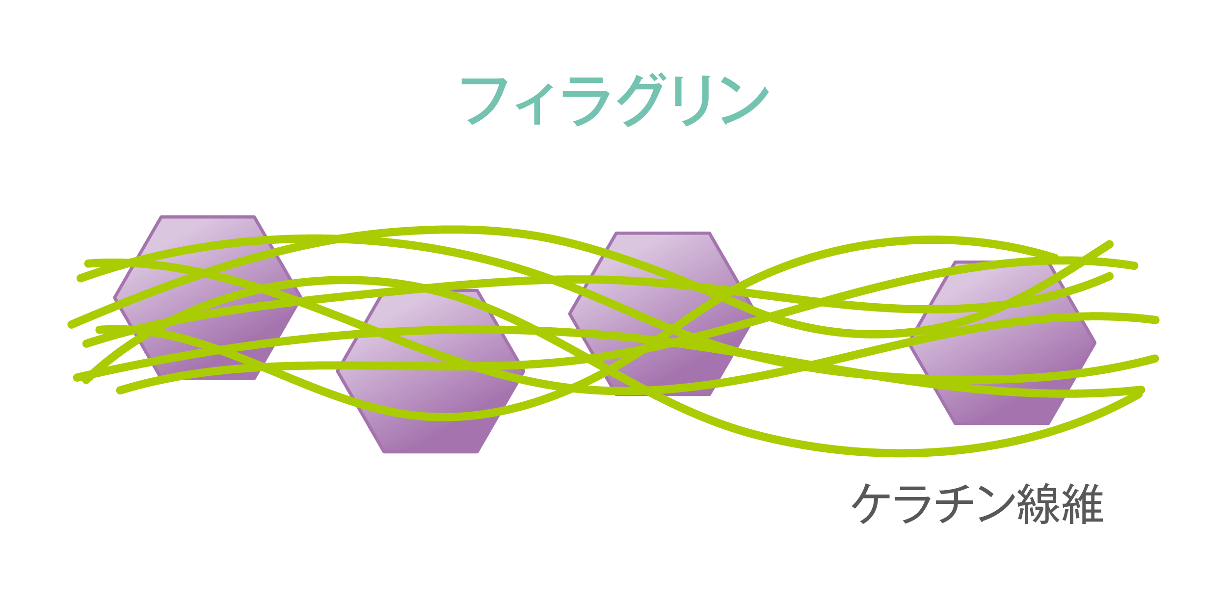 フィラグリン ケラチン繊維