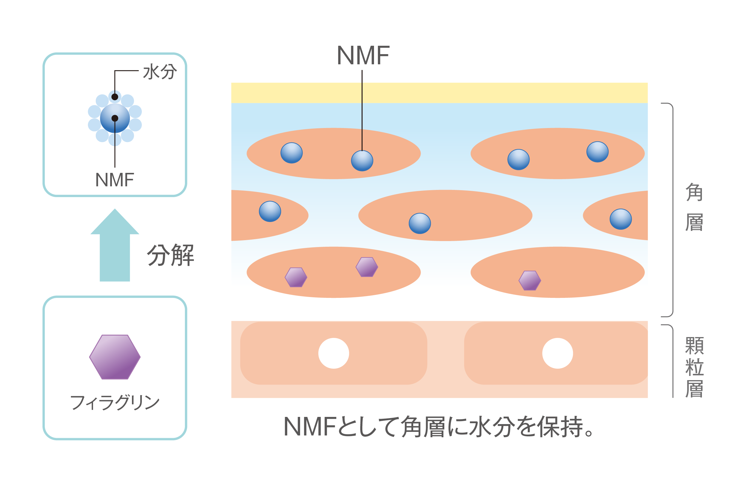 保湿成分としての機能図